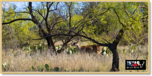 Hunting Leases - Texas Quality Hunts