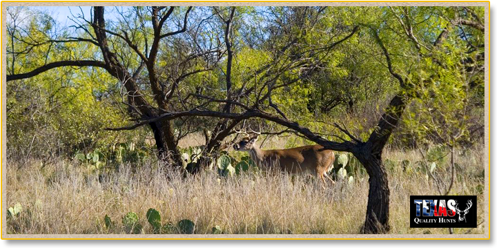 Texas Quality Hunts Whitetail Deer