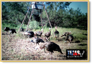 Hunting Leases - Texas Quality Hunts
