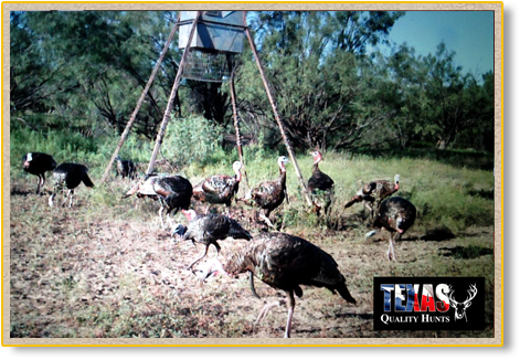 Texas Quality Hunts Turkeys Feeder