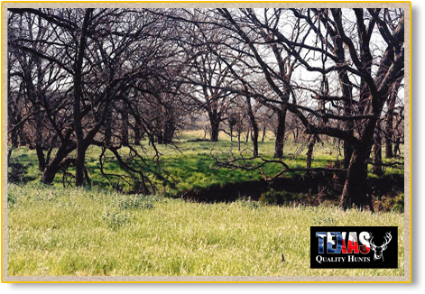 Texas Quality Hunts Landscape 1